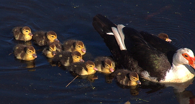 [A view of a female muscovy swimming toward the camera with nine ducklings on her right side and one on her left. The ducklings on the right look very similar to mallard ducklings with the brown stripe through eye area on the yellow portion of the head. The lone duckling on her other side has an all-brown head.]
